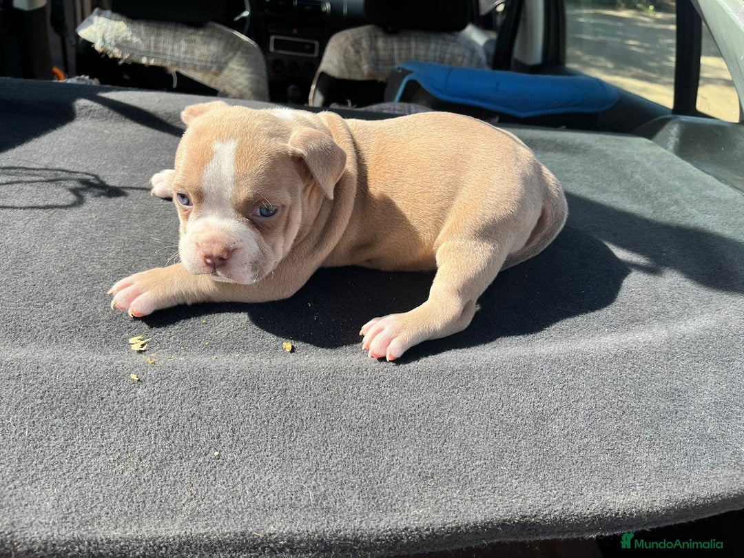 American Bully perros en venta: American bully pocket  - Imagen 14