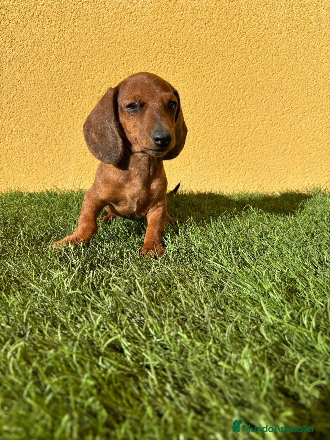 Teckel Miniatura perros en venta: Teckel miniatura merle chocolate diluido - Imagen 17