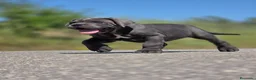 Cane Corso perros en venta: Cachorro de Cane Corso - Anuncio 9