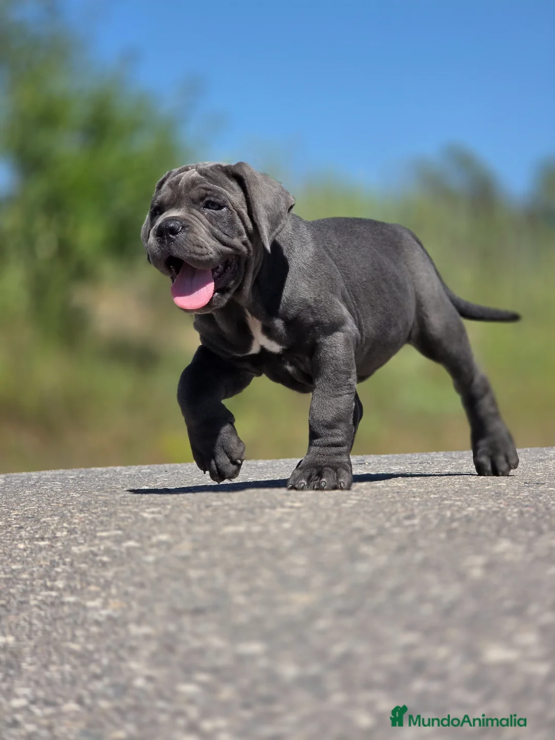 Cane Corso perros en venta: Cachorro de Cane Corso - Anuncio 9