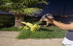 Teckel Miniatura perros en venta: Teckel miniatura precio real  - Imagen 4