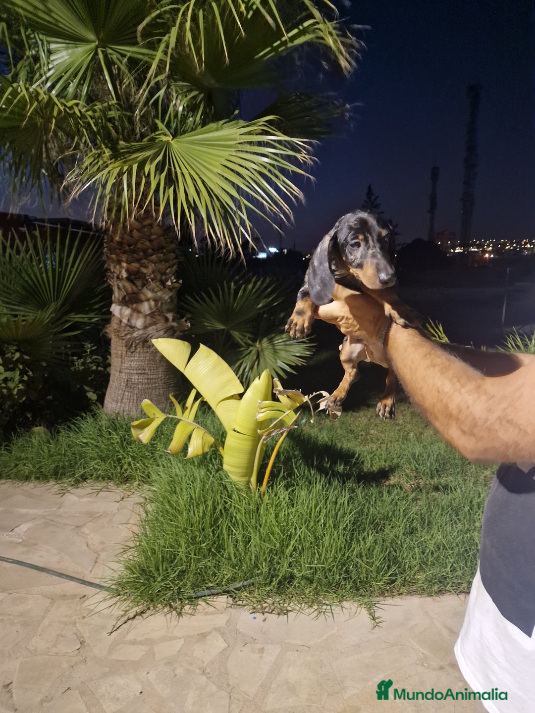 Teckel Miniatura perros en venta: Teckel miniatura precio real  - Imagen 4