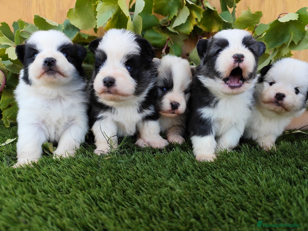 Raza Mixta perros en venta: Mini bordercollie ( borderpom) - Imagen 2