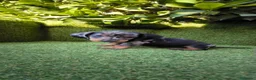 Teckel Miniatura perros en venta: teckel miniatura arlequín  y chocolates  - Anuncio 5