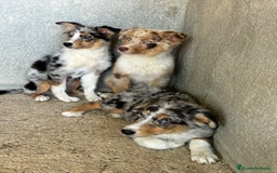 Pastor Australiano perros en venta: Pastores australianos ( australian sherpherd) - Imagen 5