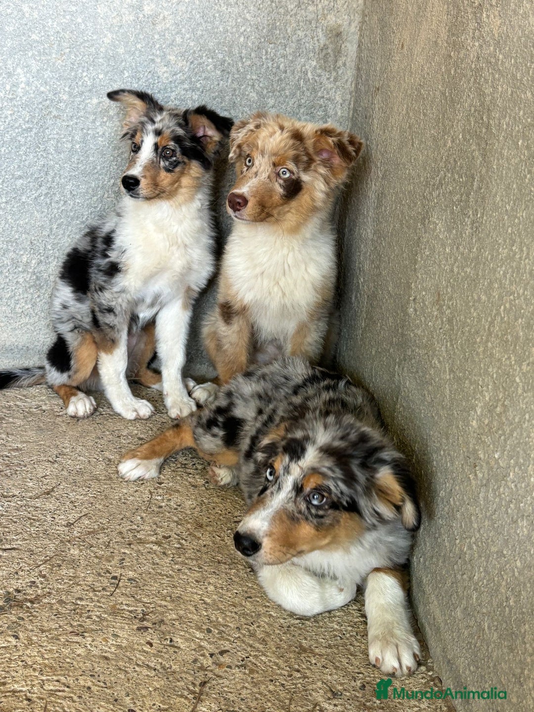 Pastor Australiano perros en venta: Pastores australianos ( australian sherpherd) - Imagen 5