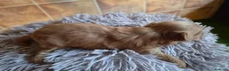 Maltipoo perros en venta: Maltipoo  - Anuncio 5