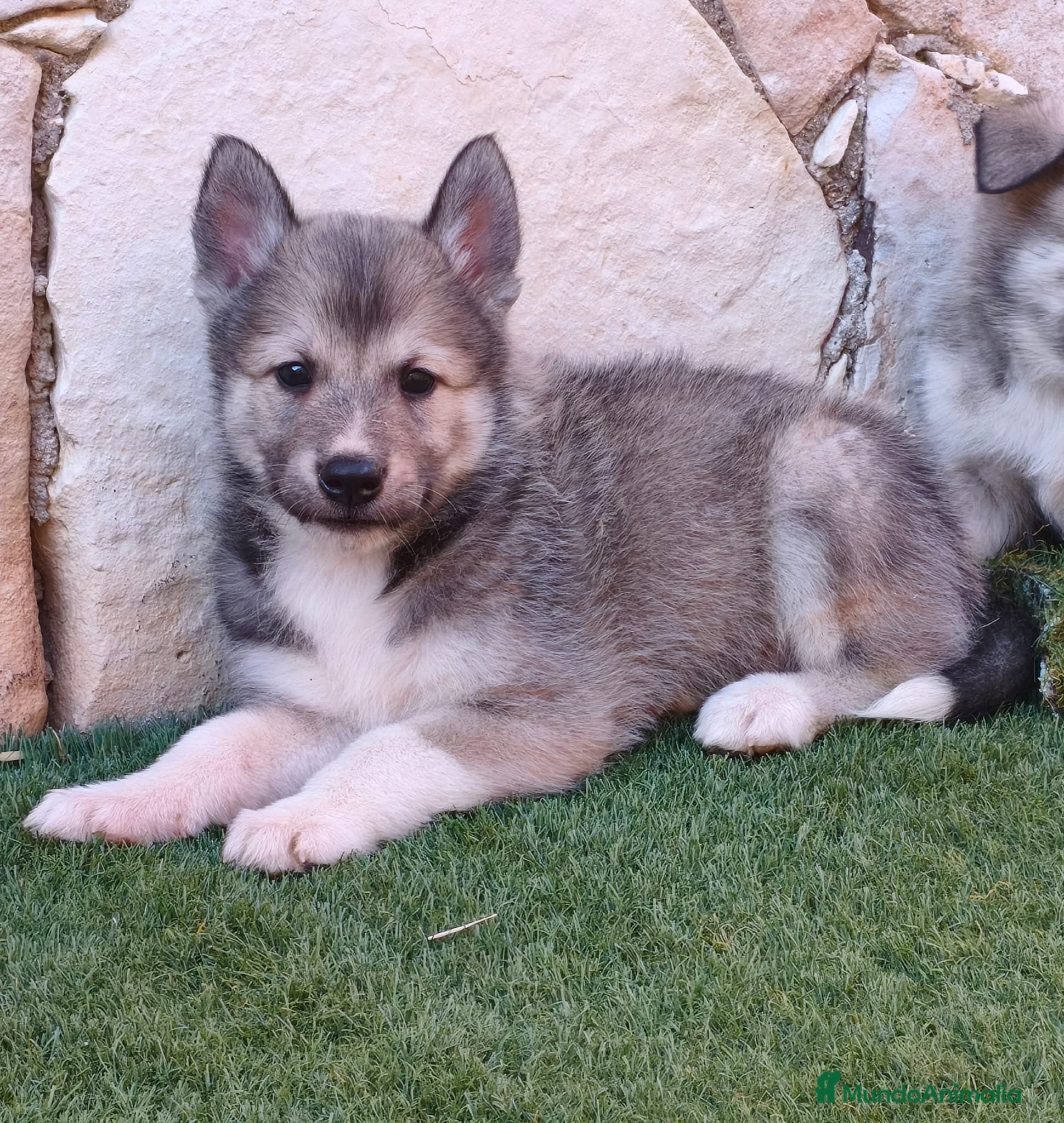 Laika de Siberia Occidental perros Laikas de Siberia occidental  - Anuncio 1