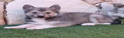 Laika de Siberia Occidental perros en venta: Laikas de Siberia occidental  - Anuncio 1