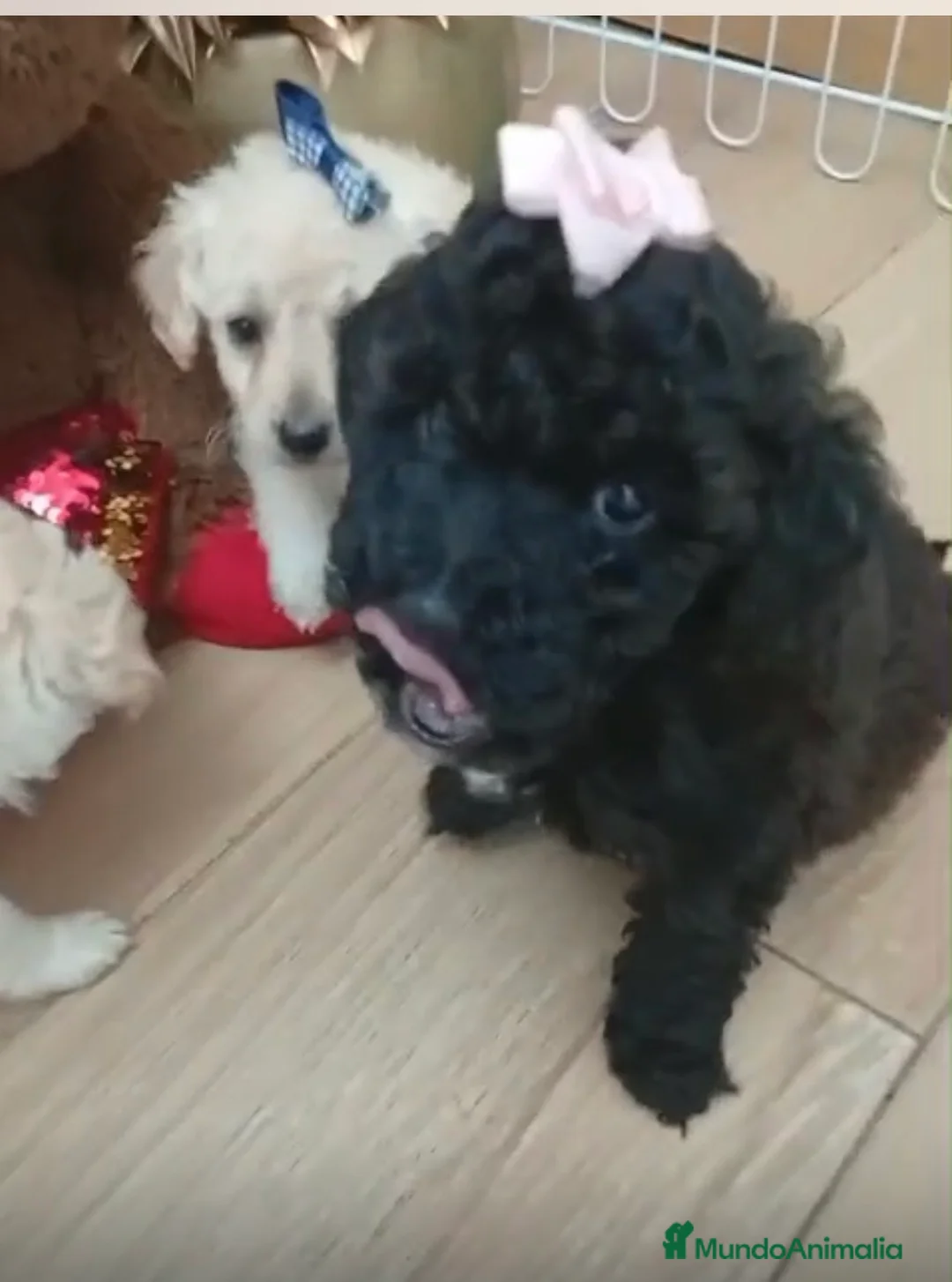 Maltipoo perros en venta: Maltipoo machos y hembras  - Anuncio 2