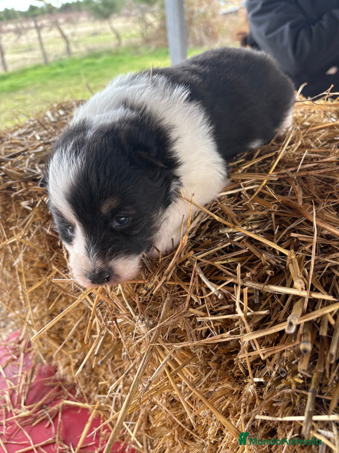 Border Collie perros en venta: Linda hembra de Border  collie  - Anuncio 8
