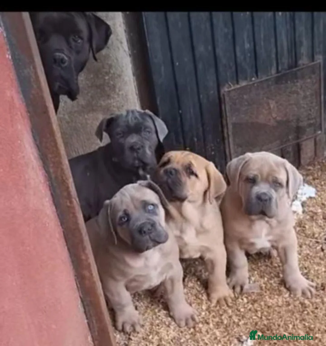 Cane Corso perros en venta: Cane corso  - Anuncio 1