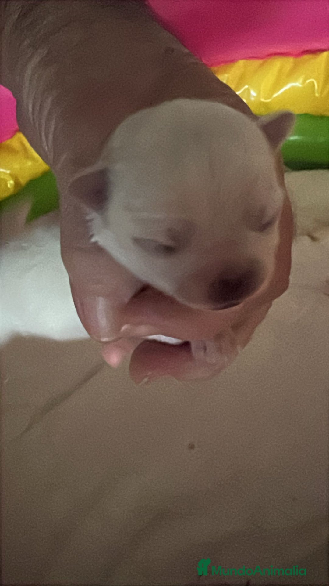Chihuahua perros en venta: Chihuahua minitoy - Anuncio 3