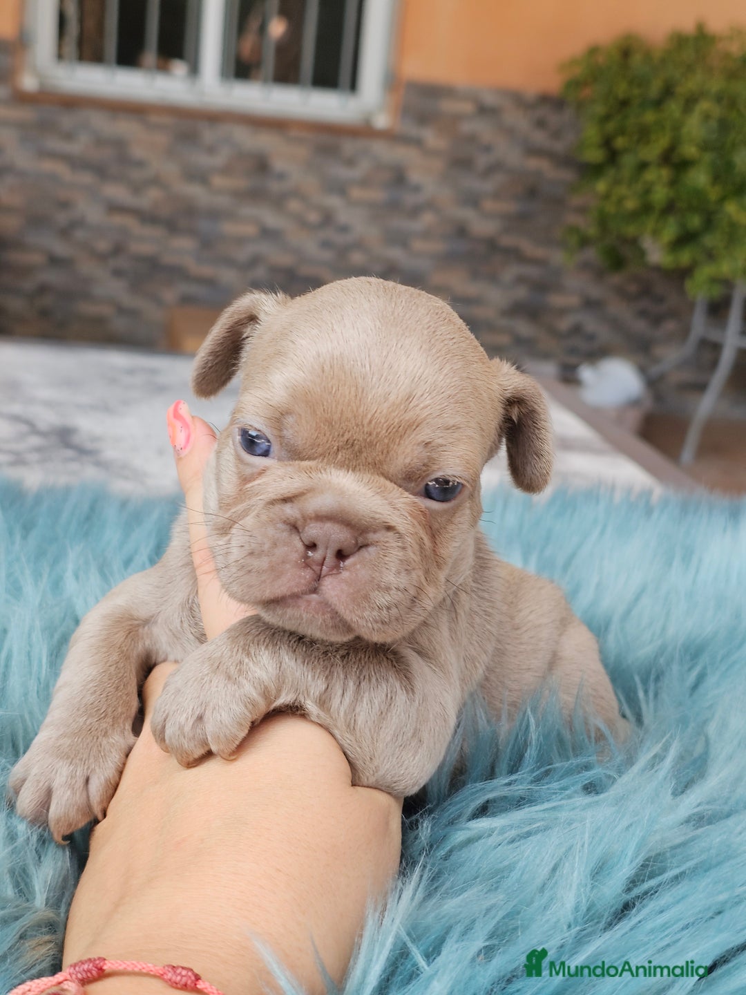 Bulldog Francés perros en venta: Bulldog francés isabella  - Imagen 4