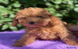 Caniche Toy perros en venta: Caniche  toy hembra  - Imagen 4