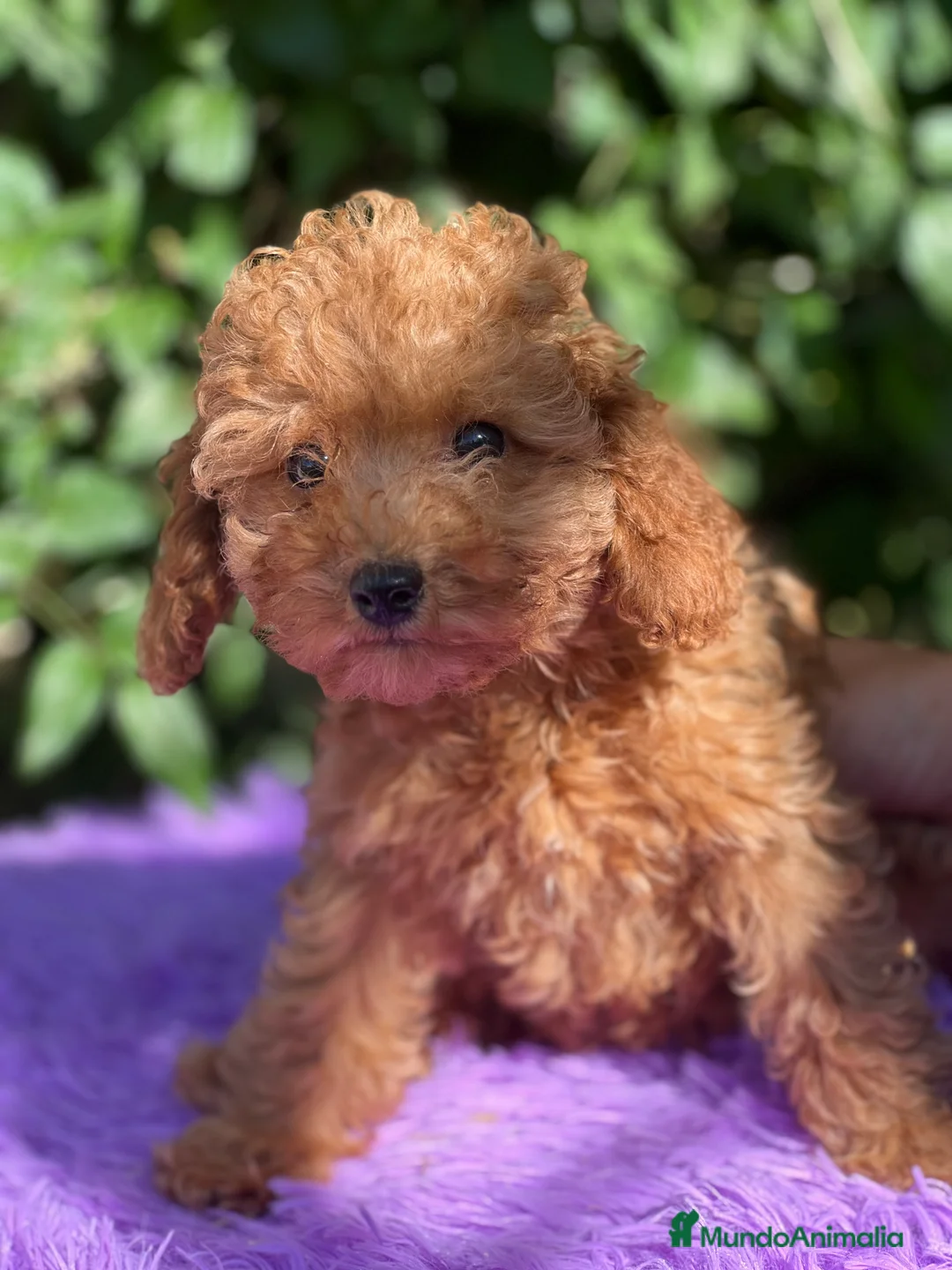 Caniche Toy perros en venta: Caniche  toy hembra  - Anuncio 4