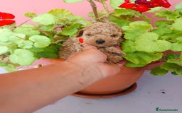Caniche Toy perros en venta: Caniche toy - Imagen 1