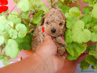 Caniche Toy perros - Anuncio 22