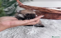 Pomerania perros en venta: POMERANIA HEMBRA - Imagen 2