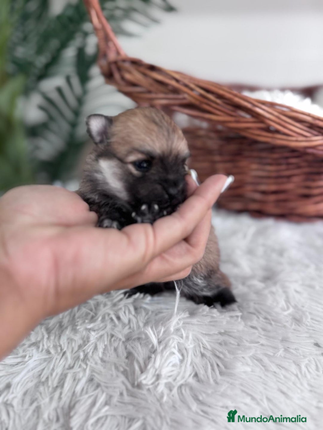Pomerania perros en venta: POMERANIA HEMBRA - Imagen 2