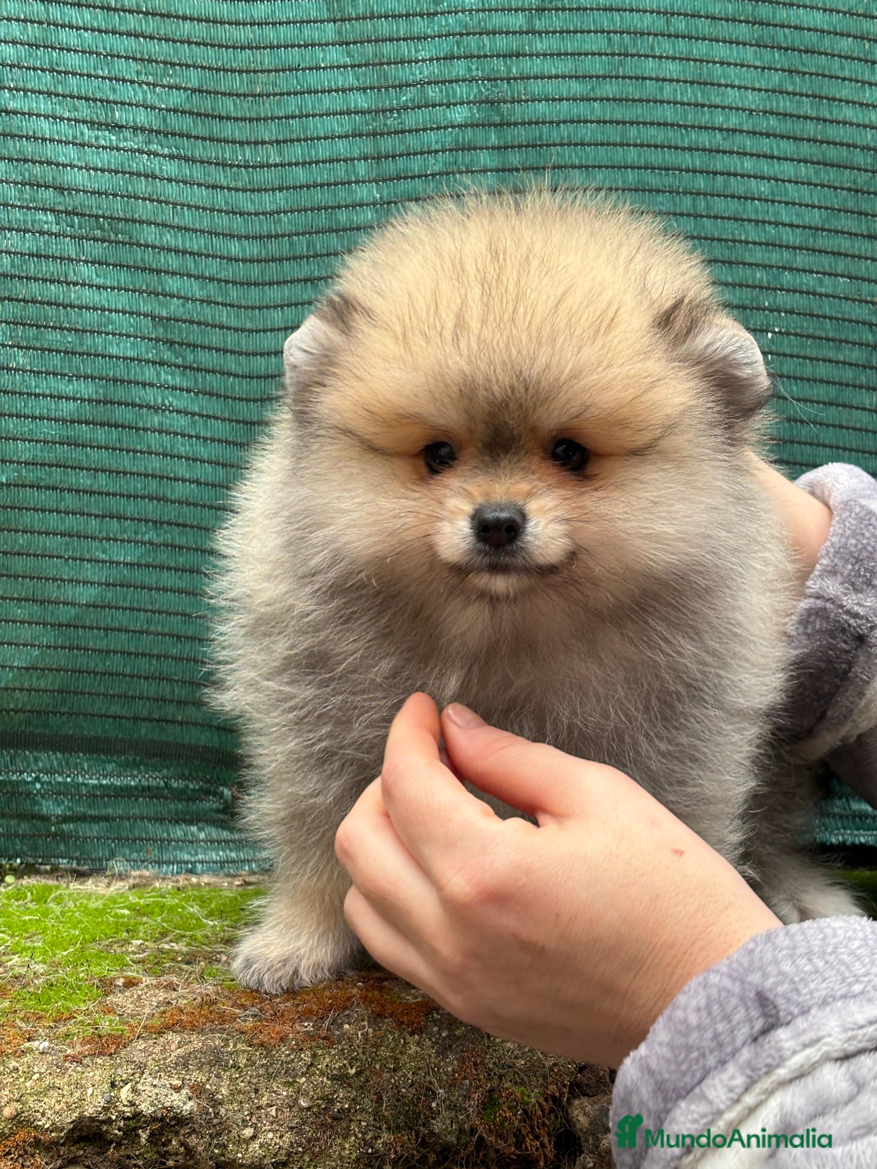 Pomerania perros Pomerania MADRID, Cáceres línea coreana y rusa - Anuncio 6