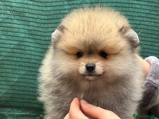 Pomerania perros Pomerania MADRID, Cáceres línea coreana y rusa - Anuncio 1