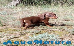 Teckel Miniatura perros en venta: Teckel Macho 2 de Lena AQUANATURA - Imagen 4