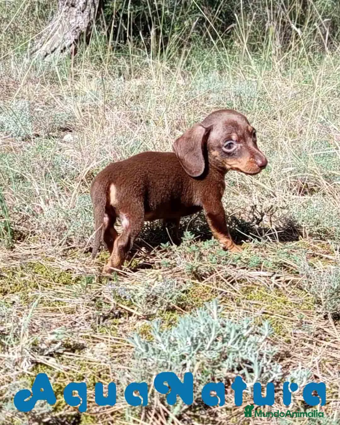 Teckel Miniatura perros en venta: Teckel Macho 2 de Lena AQUANATURA - Anuncio 4