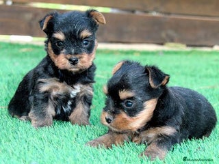 Yorkshire Terrier perros Yorkshire terrier Toy machos disponibles - Anuncio 2