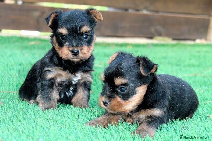 Yorkshire Terrier perros Yorkshire terrier Toy machos disponibles - Anuncio 1