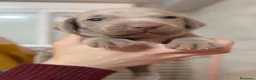 Weimaraner perros en venta: Braco de Weimar hembra  - Anuncio 1