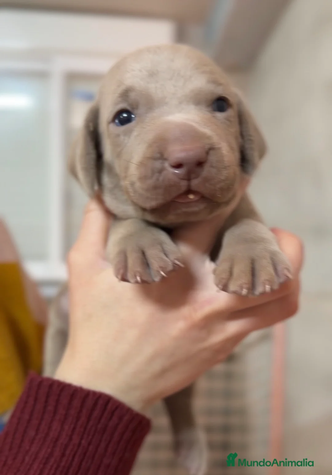 Weimaraner perros en venta: Braco de Weimar hembra  - Anuncio 1