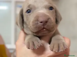 Weimaraner perros Braco de Weimar hembra - Anuncio 8