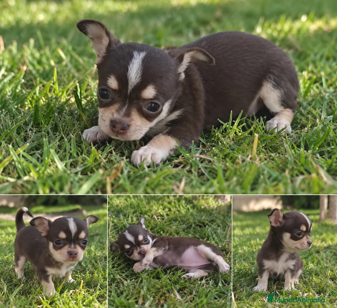 Chihuahua perros en venta: Hembra chihuahua tricolor café - Anuncio 1