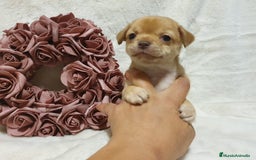 Chihuahua perros en venta: Perro Chihuahua  - Imagen 3