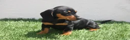Teckel Miniatura perros en venta: Teckel Miniatura  - Anuncio 16