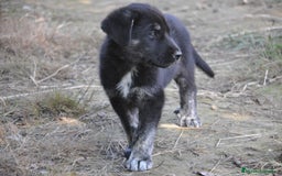 Mastín Español perros en venta: Cachorros de Mastin Español Ganadero Autóctono - Imagen 1
