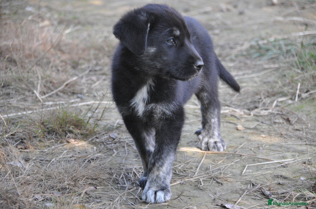 Mastín Español perros en venta: Cachorros de Mastin Español Ganadero Autóctono - Imagen 1