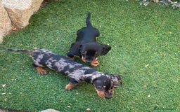 Teckel Miniatura perros en venta: CRIADERO DE TECKEL DE TAMAÑO PEQUEÑO - Imagen 1
