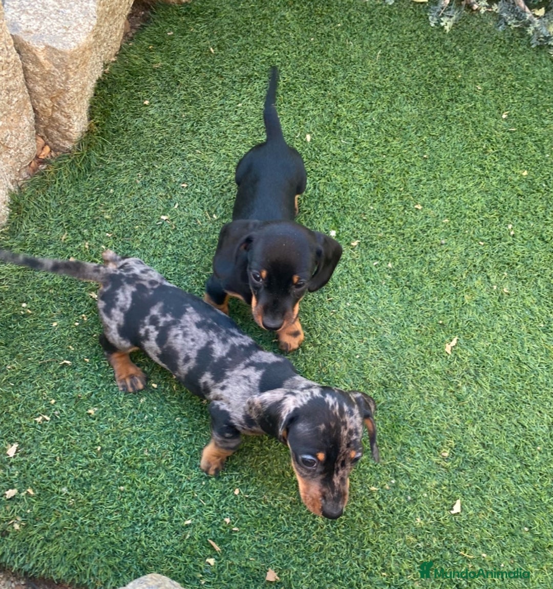 Teckel Miniatura perros en venta: CRIADERO DE TECKEL DE TAMAÑO PEQUEÑO - Imagen 1