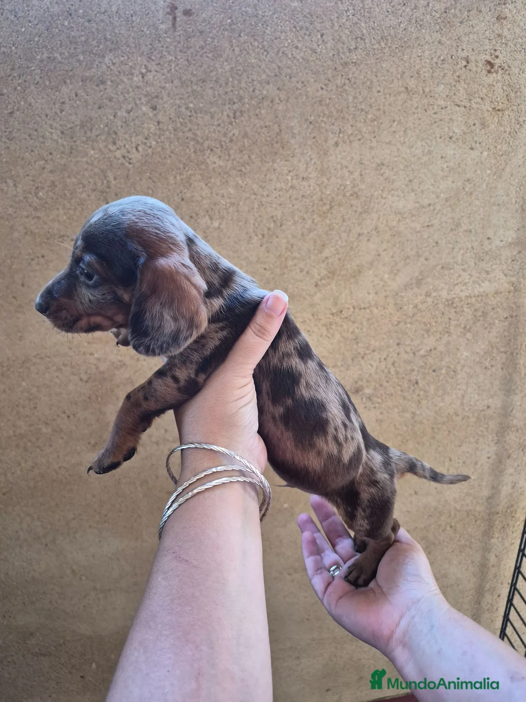 Teckel Miniatura perros en venta: Impresionantes Teckel arlequines minis  - Anuncio 1