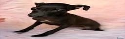 Pequeño Lebrel Italiano perros en venta: ÚLTIMA HEMBRA DE PICCOLO NEGRA - Anuncio 6