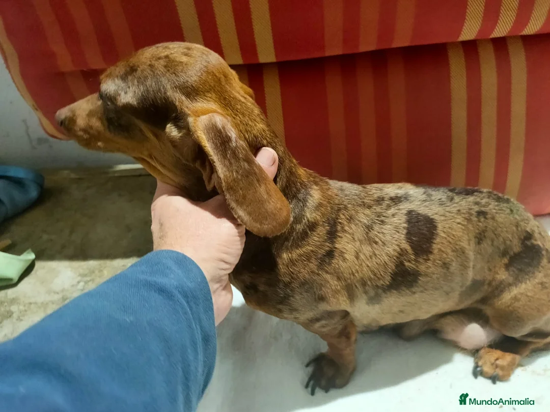 Teckel Miniatura perros en venta: Teckel Kaninchen  - Anuncio 7