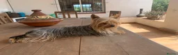 Yorkshire Terrier perros en venta: Yorksyre toy - Anuncio 5
