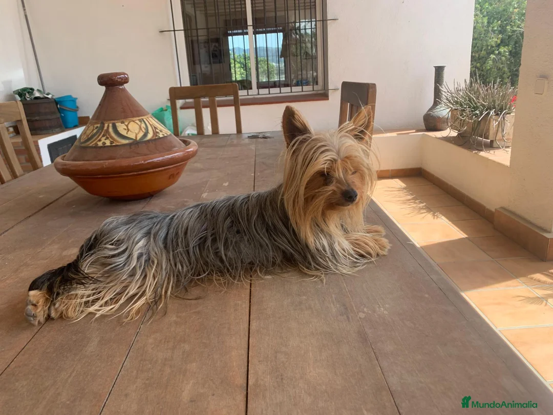 Yorkshire Terrier perros en venta: Yorksyre toy - Anuncio 5