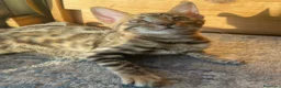 Bengalí gatos en venta: Hembra Bengalí Brown Spotted Tabby - Anuncio 5