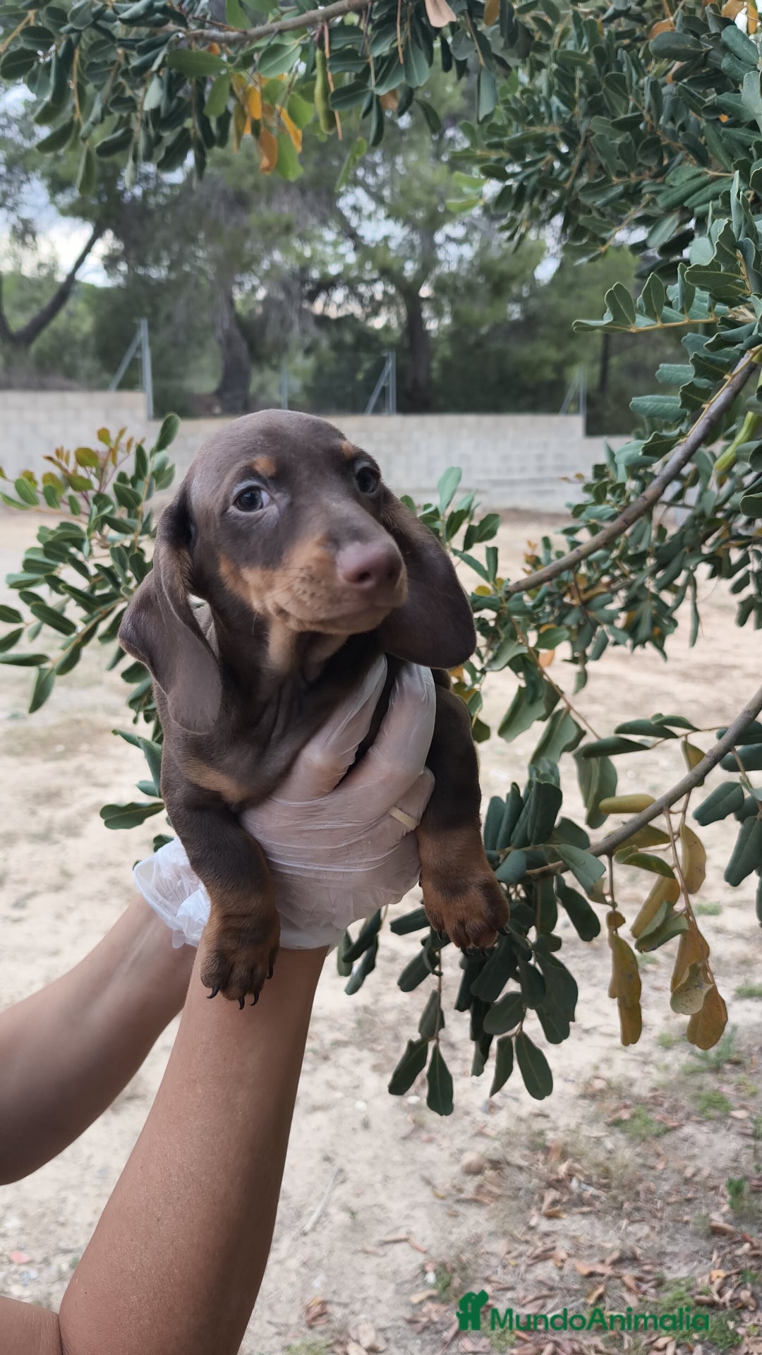 Teckel Miniatura perros en venta: Teckels  - Imagen 1