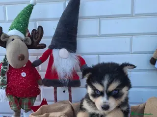 Pomsky perros POMSKY - Anuncio 8