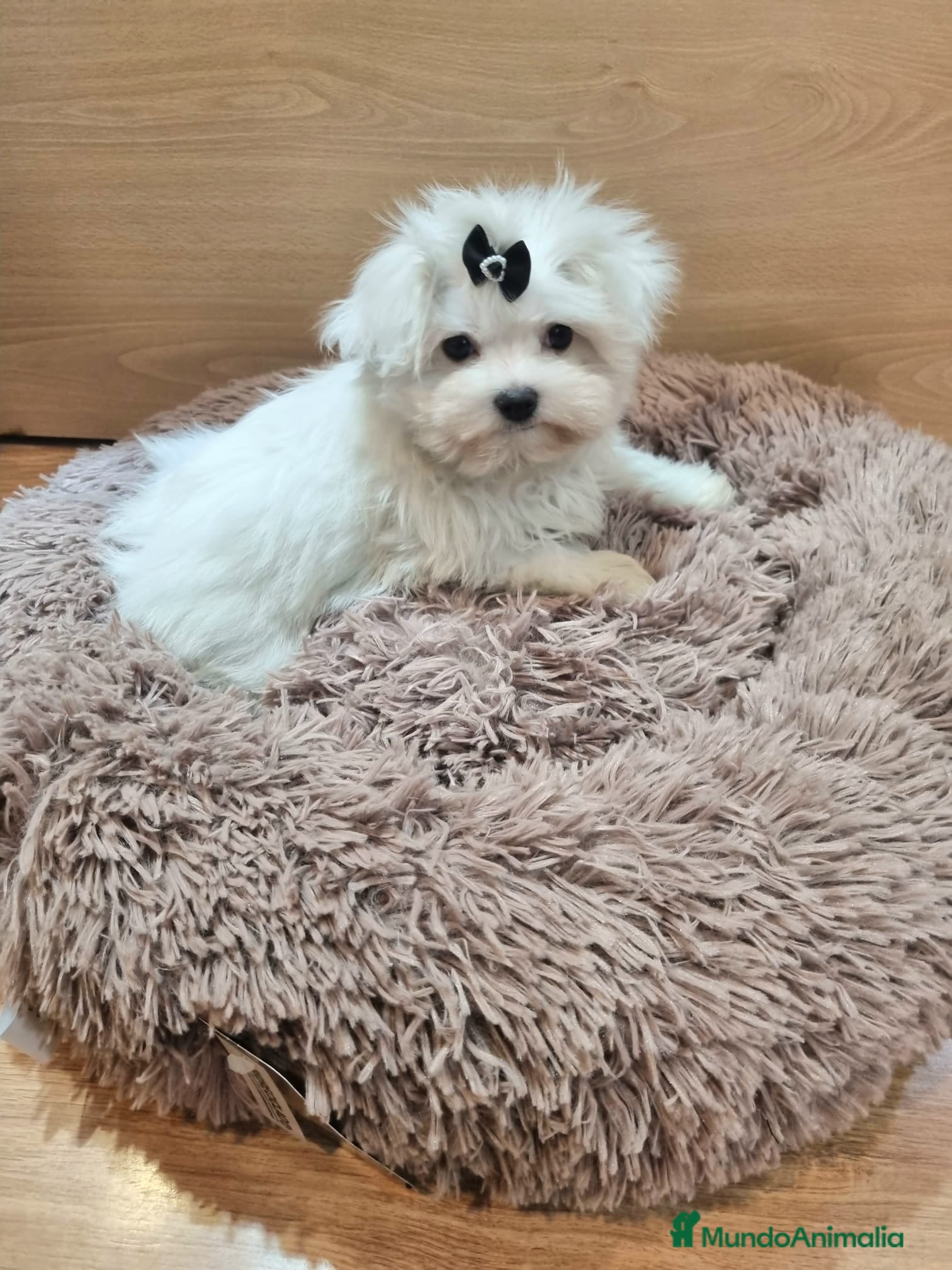 Bichón Maltés perros Bichón Maltés - Anuncio 1