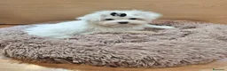 Bichón Maltés perros en venta: Bichón Maltés - Anuncio 1